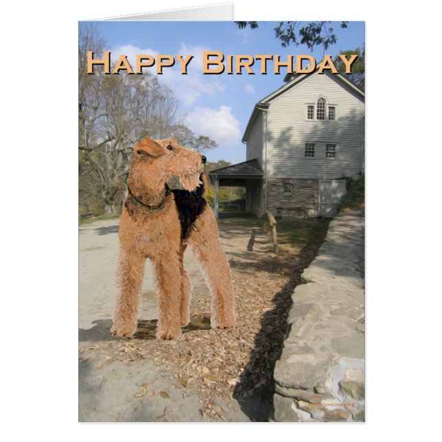 Welsh Terrier im Stabile Yard (Vorne)