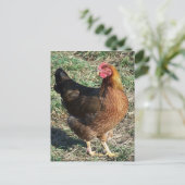 WelSummer Hen Out in der Sonne Postkarte (Stehend Vorderseite)