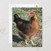 WelSummer Hen Out in der Sonne Postkarte (Vorne/Hinten)