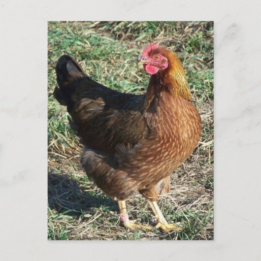 WelSummer Hen Out in der Sonne Postkarte (Vorderseite)