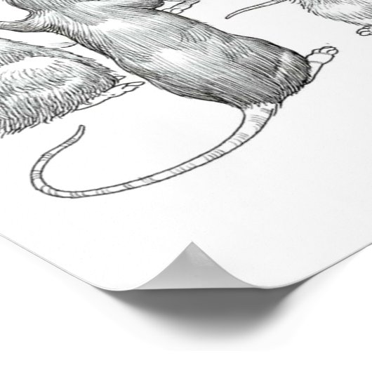 Welt der Ratten Poster (Ecke)