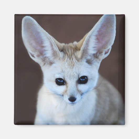 Welten Niedlicher Fennec Fox Magnet (Vorne)
