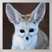 Welten Niedlicher Fennec Fox Poster (Vorne)