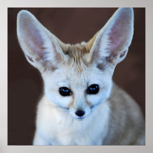 Welten Niedlicher Fennec Fox Poster