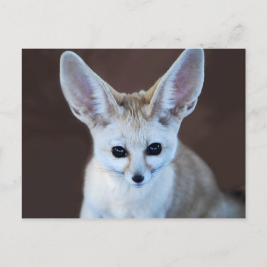 Welten Niedlicher Fennec Fox Postkarte (Vorderseite)