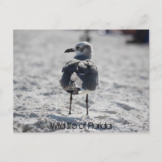 Weltleben in Florida Postkarte (Vorderseite)