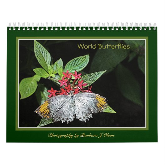 * Weltschmetterlings-Wandkalender 2019 Kalender (Titelbild)