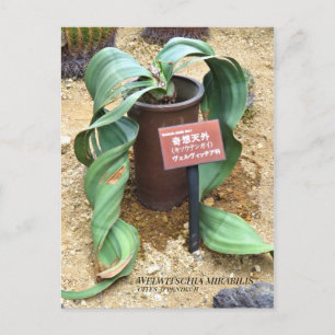 Welwitschia mirabilis [Postkarte] Postkarte
