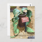 Welwitschia mirabilis [Postkarte] Postkarte (Vorne/Hinten)
