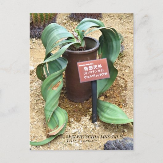 Welwitschia mirabilis [Postkarte] Postkarte (Vorderseite)