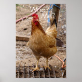 Wen nennen Sie bei Hühnchen? Poster (Vorne)