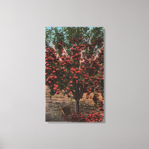 Wenatchee, WAA Wenatchee Tal-Apfelbaum Leinwanddruck