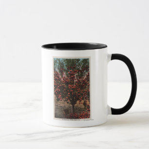 Wenatchee, WAA Wenatchee Tal-Apfelbaum Tasse