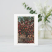 Wenatchee, WAA Wenatchee Valley Apple Tree Postkarte (Stehend Vorderseite)