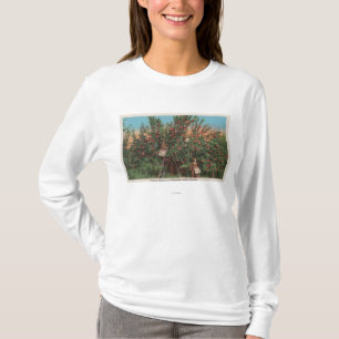 Wenatchee, WAView des Apfelgartens u. der T-Shirt