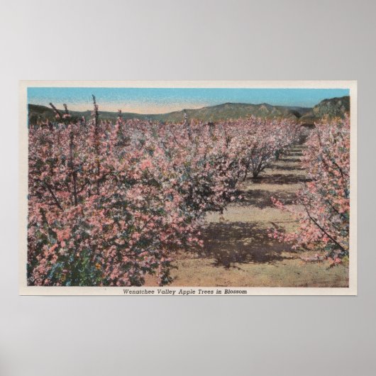 Wenatchee, WAView of Apple Trees in Blossom Poster (Vorne)