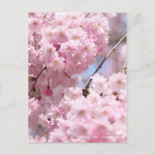 Wendekrebs: Yaebenishidare [Postkarte] Postkarte