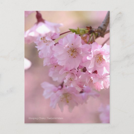 Wendekrebs: Yaebenishidare [Postkarte] Postkarte (Vorderseite)