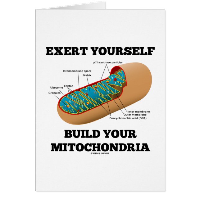 Wenden Sie sich Gestalt Ihre Mitochondrien an (Vorne)