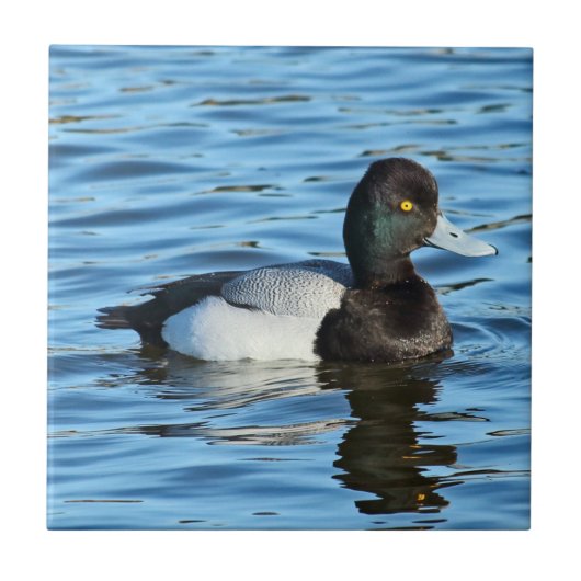 Wenig Bergente - Bluebill Ente Drake Fliese (Vorderseite)