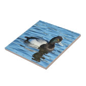 Wenig Bergente - Bluebill Ente Drake Fliese (Seite)