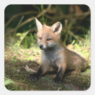 Wenig CUBroter Fox Quadratischer Aufkleber
