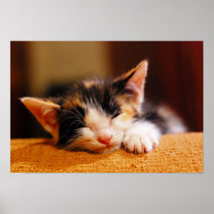 Wenig Miezekatze-Schlafen Poster
