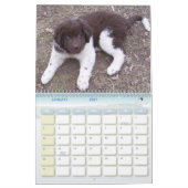 Wenig Newfie Mädchen Kalender (Jan 2027)