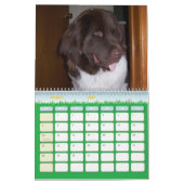 Wenig Newfie Mädchen Kalender (Mär 2027)