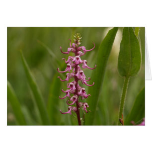 Wenig rotes Elephants.Colorado 05