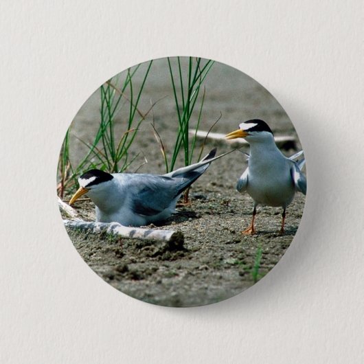 Wenige Seeschwalben Button (Vorderseite)