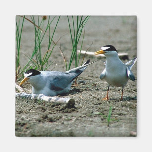 Wenige Seeschwalben Magnet