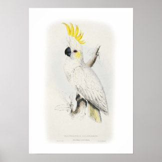 Weniger schwefelhaltiges Kakadu Poster