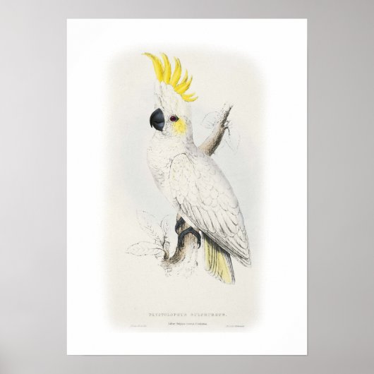 Weniger schwefelhaltiges Kakadu Poster (Vorne)