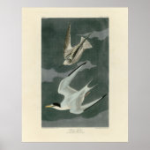Weniger (zumindest) Tern - Audubons Vögel in Ameri Poster (Vorne)