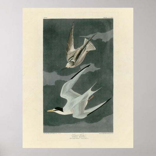 Weniger (zumindest) Tern - Audubons Vögel in Ameri Poster (Vorne)