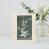 Weniger (zumindest) Tern - Audubons Vögel in Ameri Postkarte (Stehend Vorderseite)
