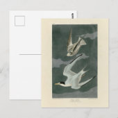 Weniger (zumindest) Tern - Audubons Vögel in Ameri Postkarte (Vorne/Hinten)