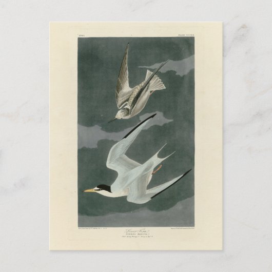 Weniger (zumindest) Tern - Audubons Vögel in Ameri Postkarte (Vorderseite)