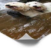 Wenn alte englische Schafhunde schwimmen gehen! Poster (Ecke)