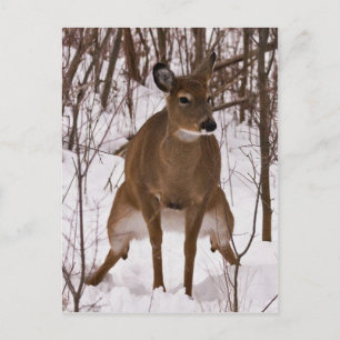 Wenn die Natur ruft Postkarte