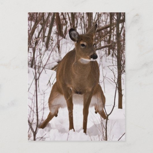 Wenn die Natur ruft Postkarte (Vorderseite)