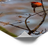 Wenn ein Kardinal erscheint, fotografieren Poster (Ecke)