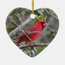 Wenn ein Kardinal erscheint, ist ein geliebter aus