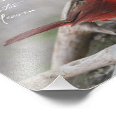 Wenn ein Kardinal in Ihrem Garten erscheint.. Fotodruck (Ecke)