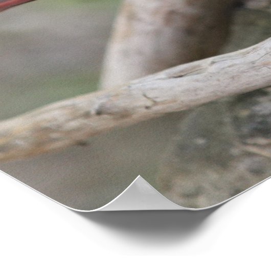 Wenn ein Kardinal in Ihrem Garten erscheint... Poster (Ecke)