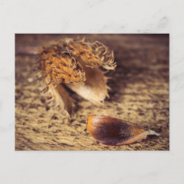 Wenn ein Samen zum Baum wird ... Postkarte