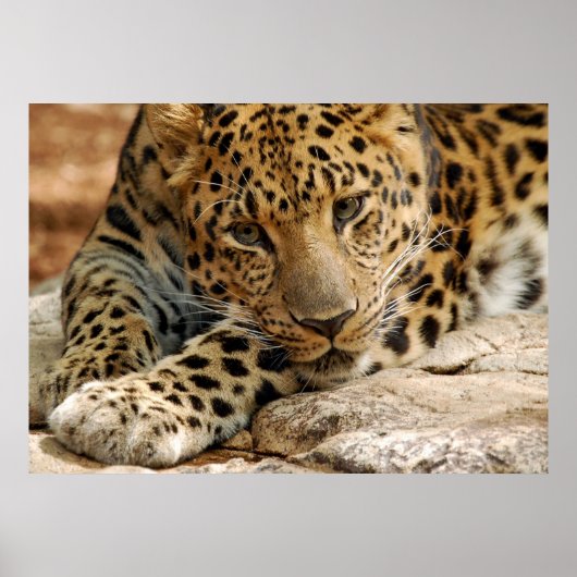 Wenn nur... ich Gerettet werden könnte Poster (Vorne)