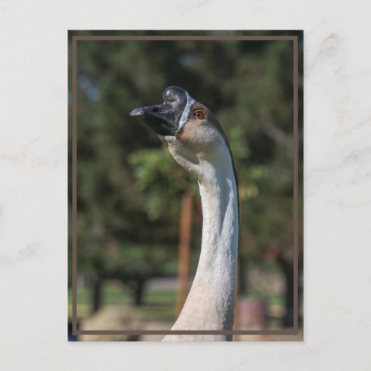 Wer bekommt das Wer? Postkarte (Vorderseite)