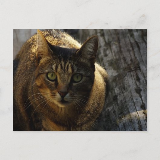 Wer bin ich? postkarte (Vorderseite)